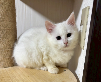 ワンちゃん・ネコちゃんサムネイル画像