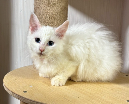 ワンちゃん・ネコちゃんサムネイル画像