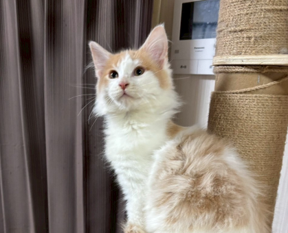 ワンちゃん・ネコちゃんサムネイル画像