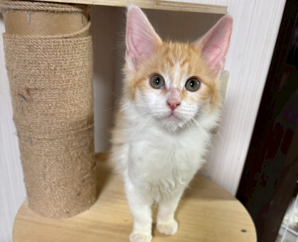 ワンちゃん・ネコちゃんサムネイル画像