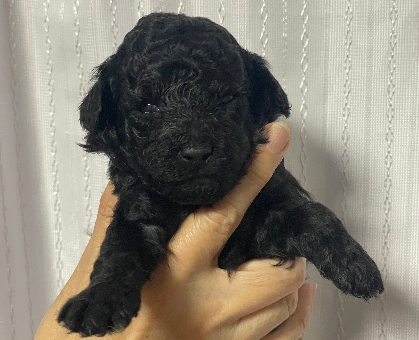 ワンちゃん・ネコちゃんサムネイル画像