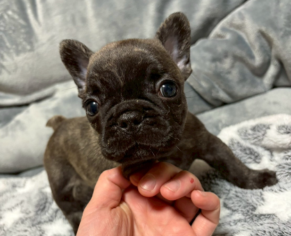 ワンちゃん・ネコちゃんサムネイル画像