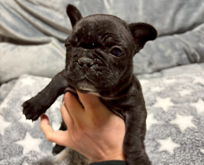 ワンちゃん・ネコちゃんサムネイル画像