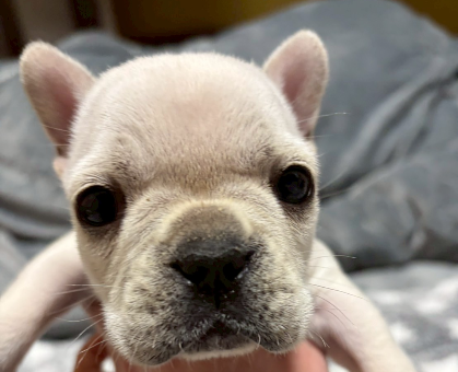 ワンちゃん・ネコちゃんサムネイル画像