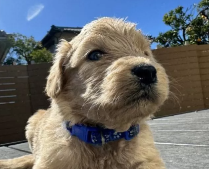 ワンちゃん・ネコちゃんサムネイル画像