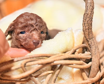ワンちゃん・ネコちゃんサムネイル画像