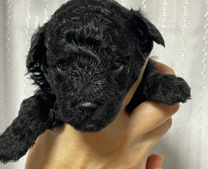 ワンちゃん・ネコちゃんサムネイル画像