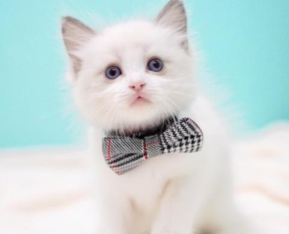 ワンちゃん・ネコちゃんサムネイル画像