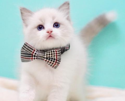 ワンちゃん・ネコちゃんサムネイル画像