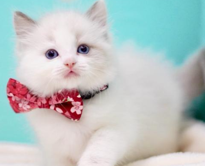 ワンちゃん・ネコちゃんサムネイル画像