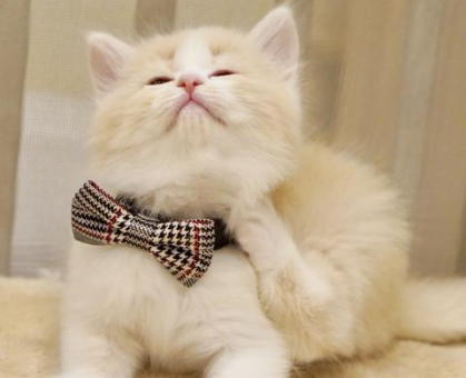 ワンちゃん・ネコちゃんサムネイル画像