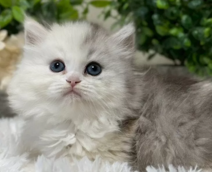 ワンちゃん・ネコちゃんサムネイル画像