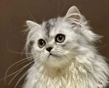 ワンちゃん・ネコちゃんサムネイル画像