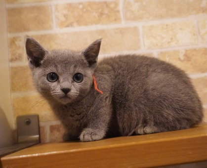 ワンちゃん・ネコちゃんサムネイル画像