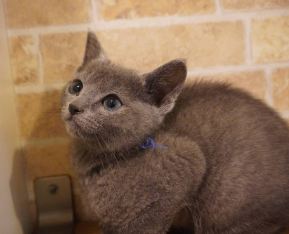 ワンちゃん・ネコちゃんサムネイル画像