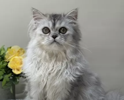 ワンちゃん・ネコちゃんサムネイル画像