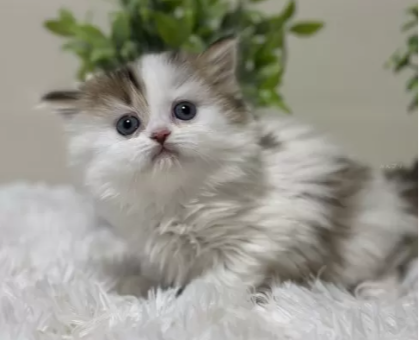 ワンちゃん・ネコちゃんサムネイル画像