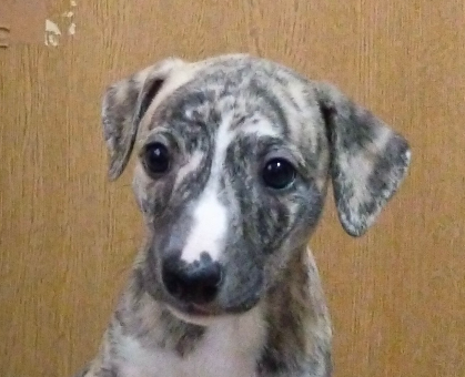 ワンちゃん・ネコちゃんサムネイル画像