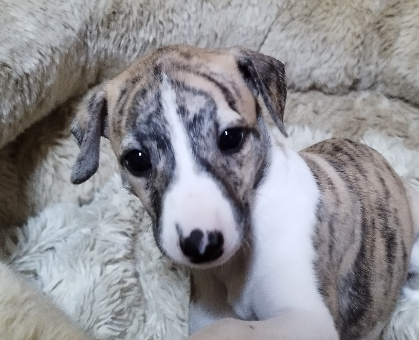 ワンちゃん・ネコちゃんサムネイル画像