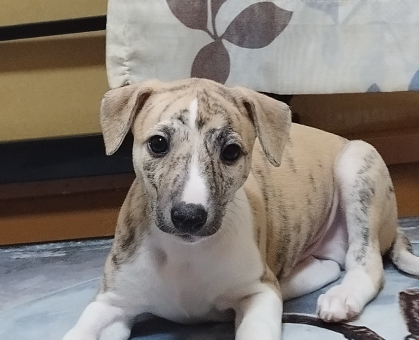 ワンちゃん・ネコちゃんサムネイル画像