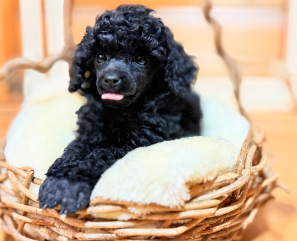 ワンちゃん・ネコちゃんサムネイル画像