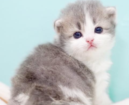 ワンちゃん・ネコちゃんサムネイル画像