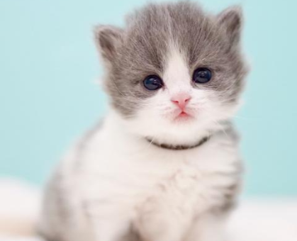 ワンちゃん・ネコちゃんサムネイル画像