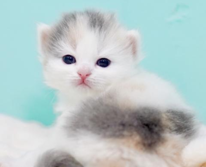 ワンちゃん・ネコちゃんサムネイル画像