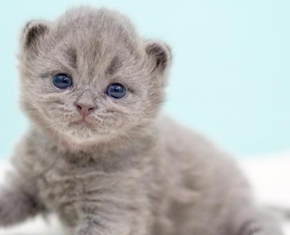 ワンちゃん・ネコちゃんサムネイル画像