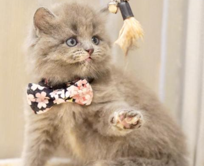 ワンちゃん・ネコちゃんサムネイル画像