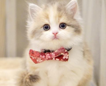 ワンちゃん・ネコちゃんサムネイル画像