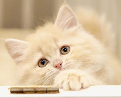 ワンちゃん・ネコちゃんサムネイル画像