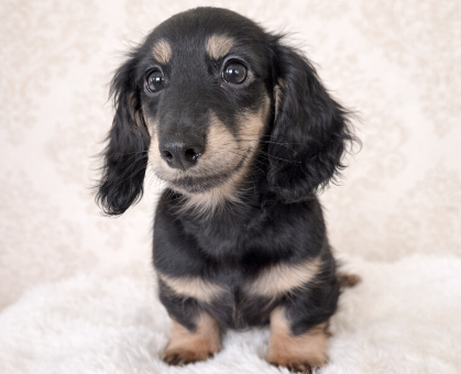 ワンちゃん・ネコちゃんサムネイル画像