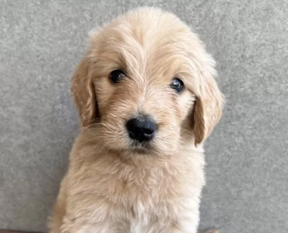 ワンちゃん・ネコちゃんサムネイル画像