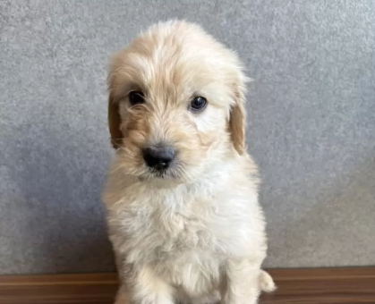 ワンちゃん・ネコちゃんサムネイル画像