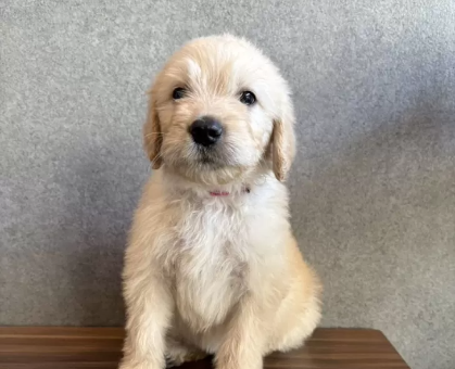 ワンちゃん・ネコちゃんサムネイル画像