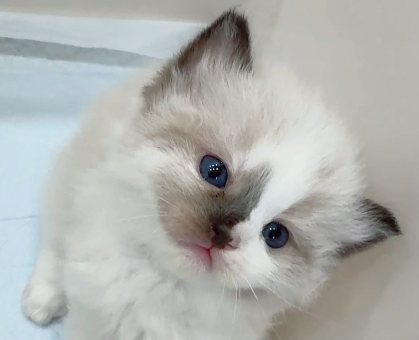 ワンちゃん・ネコちゃんサムネイル画像