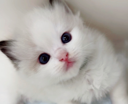 ワンちゃん・ネコちゃんサムネイル画像