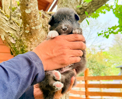 ワンちゃん・ネコちゃんサムネイル画像