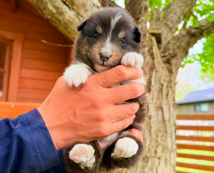ワンちゃん・ネコちゃんサムネイル画像