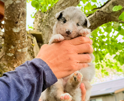 ワンちゃん・ネコちゃんサムネイル画像