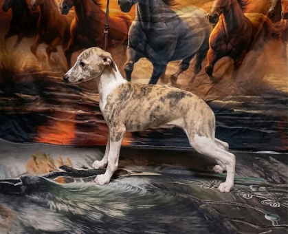 ワンちゃん・ネコちゃんサムネイル画像