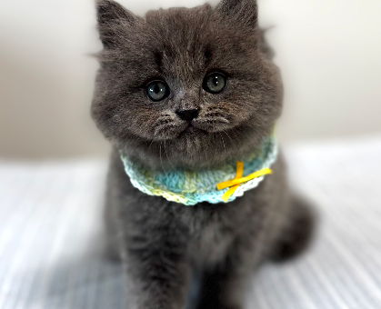 ワンちゃん・ネコちゃんサムネイル画像