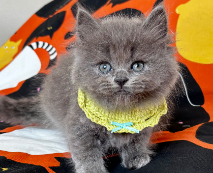 ワンちゃん・ネコちゃんサムネイル画像