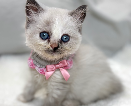 ワンちゃん・ネコちゃんサムネイル画像