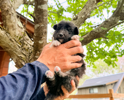 ワンちゃん・ネコちゃんサムネイル画像