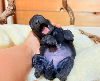 ワンちゃん・ネコちゃんサムネイル画像