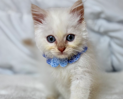 ワンちゃん・ネコちゃんサムネイル画像