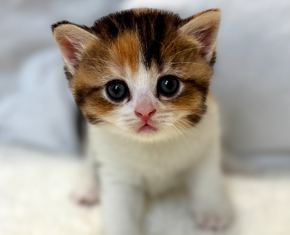ワンちゃん・ネコちゃんサムネイル画像