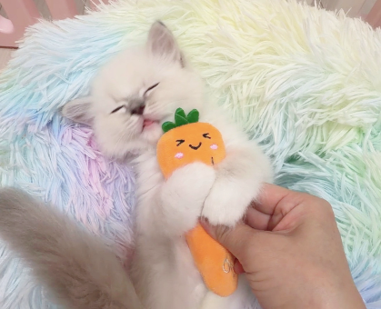 ワンちゃん・ネコちゃんサムネイル画像